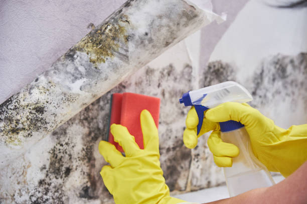 Why You Should Choose Our Mold Remediation Services in Buda, TX